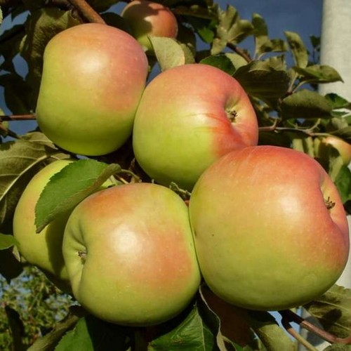 Malus domestica 'Sinap Orlovski' - Õunapuu 'Sinap Orlovski' C7/7L